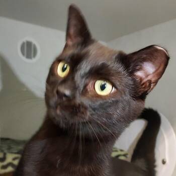 Allan -  Domestic Short Hair Cat for Adoption in Dayton, Ohio - Allan | PetCurious