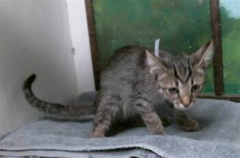 BUTTERCUP -  Domestic Short Hair Cat for Adoption in Houston, Texas - BUTTERCUP | PetCurious