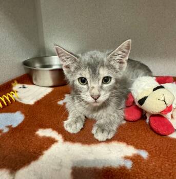 -Joanie -  Tabby and Domestic Short Hair Cat for Adoption in Red Bluff, California - -Joanie | PetCurious