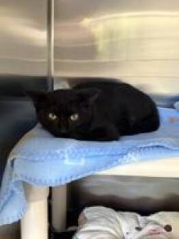Mindy -  Domestic Short Hair Cat for Adoption in Whitby, Ontario - Mindy | PetCurious