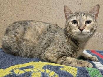 MARGUERITE -  Domestic Short Hair Cat for Adoption in Sacramento, California - MARGUERITE | PetCurious