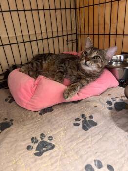 Tabby Cats Available for Adoption in Jurupa Valley, California - Grumpy  | PetCurious