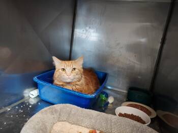 Domestic Medium Hair Cats Available for Adoption in Ellicott City, Maryland - Cheddar | PetCurious
