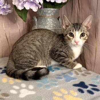 Cyro -  Domestic Short Hair Cat for Adoption in Long Beach, Mississippi - Cyro | PetCurious