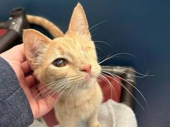 Domestic Short Hair Cats Available for Adoption in Palo Alto, California - MEADOW | PetCurious