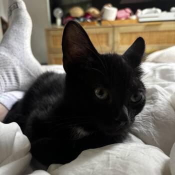 Geto -  Domestic Short Hair Cat for Adoption in Richmond, Virginia - Geto | PetCurious