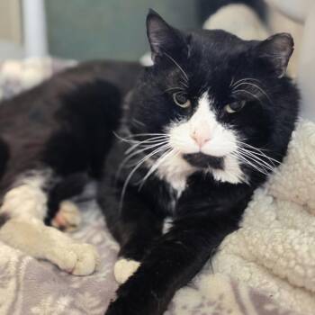 Domestic Short Hair Cats Available for Adoption in Bentonville, Arkansas - Papa Smurf | PetCurious