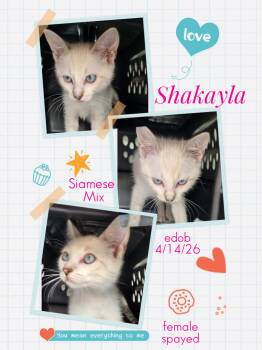 Shakayla WA14457-T -  Siamese Cat for Adoption in Missouri City, Texas - Shakayla WA14457-T | PetCurious