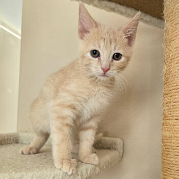 Rescue Domestic Short Hair Cats for Adoption in Los Angeles, California - Flash | PetCurious