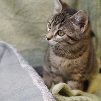 Tabby and Domestic Short Hair Cats Available for Adoption in Garland, Texas - Ella | PetCurious