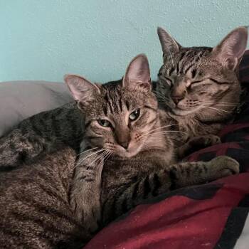 Tabby and Domestic Short Hair Cats Available for Adoption in South Houston, Texas - Maira | PetCurious