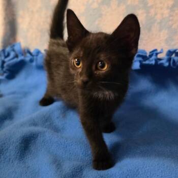 GIDEON -  Domestic Short Hair Cat for Adoption in Graham, Washington - GIDEON | PetCurious