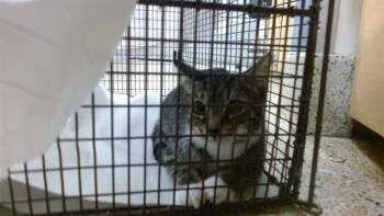 WON TON -  Domestic Short Hair Cat for Adoption in Doral, Florida - WON TON | PetCurious