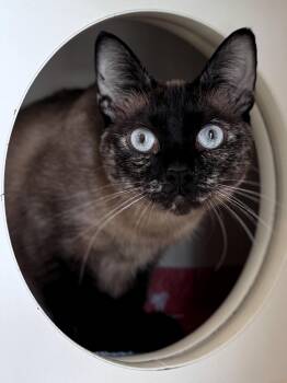 Siamese and Tortoiseshell Cats Available for Adoption in Pekin, Illinois - Frankie | PetCurious