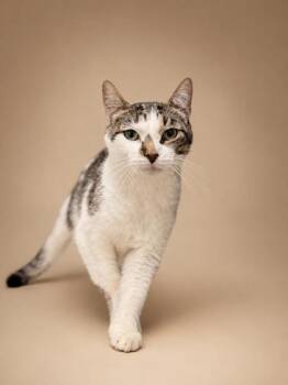 Sally (Mom) -  Domestic Short Hair Cat for Adoption in Bowling Green, Kentucky - Sally (Mom) | PetCurious