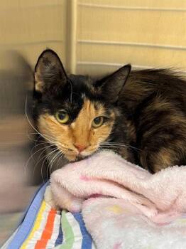 COWGIRL -  Domestic Short Hair Cat for Adoption in Tustin, California - COWGIRL | PetCurious