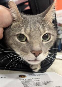Domestic Short Hair Cats Available for Adoption in Louisville, Kentucky - GARY | PetCurious