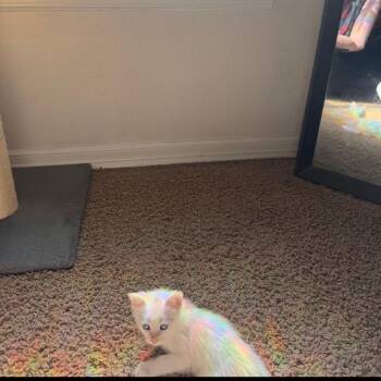 Angel -  Domestic Long Hair Cat for Adoption in Santa Fe, Texas - Angel | PetCurious