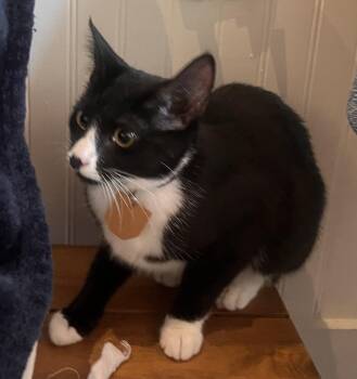 Mimi -  Domestic Short Hair Cat for Adoption in Lewisburg, Pennsylvania - Mimi | PetCurious