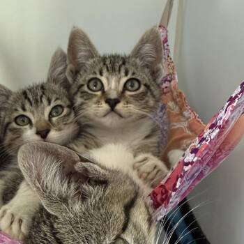 Croissant -  Domestic Short Hair Cat for Adoption in Oakland, California - Croissant | PetCurious