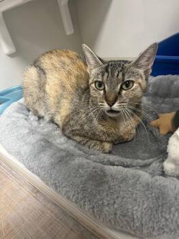 Louisa -  Domestic Short Hair Cat for Adoption in Corpus Christi, Texas - Louisa | PetCurious