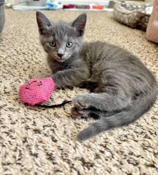 Casey -  British Shorthair Cat for Adoption in Mt. Juliet, Tennessee - Casey | PetCurious