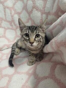 Bongus -  Domestic Long Hair Cat for Adoption in Covington, Louisiana - Bongus | PetCurious