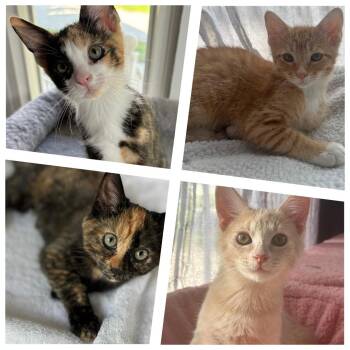 Hannah, Jasper, Sassy, Ramen -  Domestic Short Hair Cat for Adoption in Hoyleton, Illinois - Hannah, Jasper, Sassy, Ramen | PetCurious