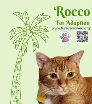 Rescue Domestic Short Hair Cats for Adoption in Miami, Florida - Rocco | PetCurious