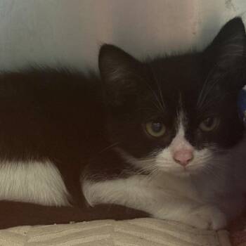 Merriweather -  Domestic Short Hair Cat for Adoption in East Hanover, New Jersey - Merriweather | PetCurious
