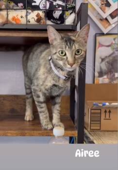 Rescue Domestic Short Hair Cats for Adoption in Brandon, Florida - Airee | PetCurious
