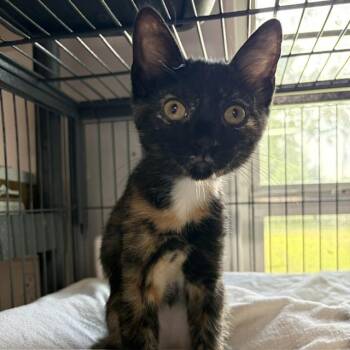 Zsa Zsa -  Tortoiseshell Cat Available for Adoption - Zsa Zsa | PetCurious