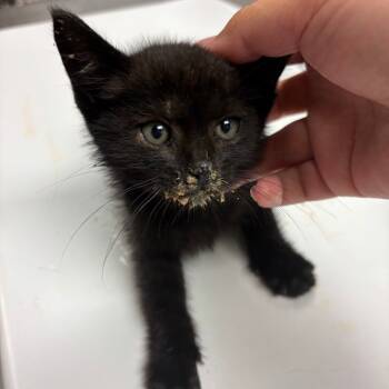 Rescue Domestic Short Hair Cats for Adoption in Ottawa, Kansas - Raisin | PetCurious