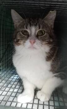 4 kitties - Miss Tabby (Miss Tom, Midnight, Sadie) EXTREMELY URG -  Domestic Short Hair Cat Available for Adoption in Cookeville, Tennessee - 4 Kitties - Miss Tabby (Miss Tom, Midnight, Sadie) EXTREMELY URG | PetCurious