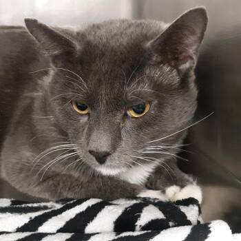 Domestic Short Hair Cats Available for Adoption - Grove | PetCurious