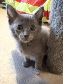 Tiffany -  Domestic Short Hair Cat for Adoption in Rochester, Indiana - Tiffany | PetCurious