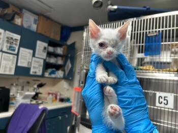 Rescue Siamese Cats for Adoption in Raleigh, North Carolina - CADBURY | PetCurious