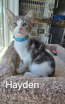 Domestic Short Hair Cats Available for Adoption in Sidney, Ohio - Hayden | PetCurious