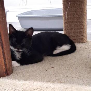 Shaggy -  Domestic Short Hair Cat for Adoption in Chicago, Illinois - Shaggy | PetCurious