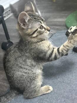 Betty -  Domestic Short Hair Cat for Adoption - Betty | PetCurious