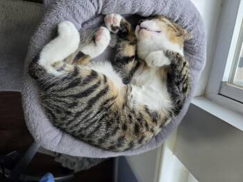 Toby -  Domestic Short Hair Cat for Adoption in Wilmington, North Carolina - Toby | PetCurious