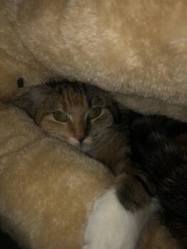 Domestic Short Hair Cats Available for Adoption - Dolly | PetCurious