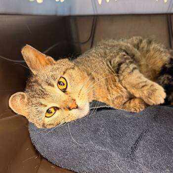 Domestic Short Hair Cats Available for Adoption in Indianapolis, Indiana - Bobby | PetCurious