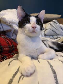 Domestic Short Hair Cats Available for Adoption - Rachel, Willow Grove Area, (FCID 10/28/2025-155) | PetCurious