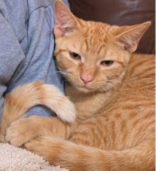 Benny -  Tabby Cat for Adoption in Knoxville, Tennessee - Benny | PetCurious