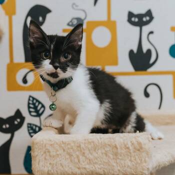 Athena -  Domestic Short Hair Cat for Adoption in Grand Rapids, Michigan - Athena | PetCurious