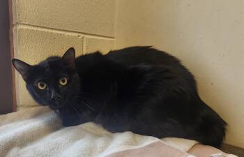 Spot -  Domestic Short Hair Cat for Adoption in Clayton, New Jersey - Spot | PetCurious