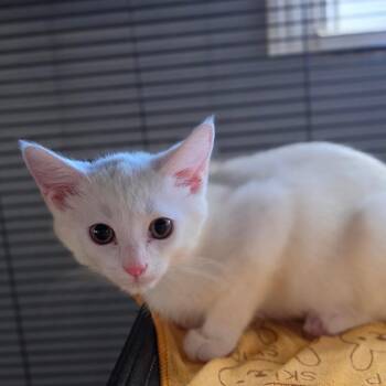 Pippin -  Domestic Short Hair Cat for Adoption in Muncie, Indiana - Pippin | PetCurious