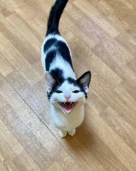 Rescue Domestic Short Hair Cats for Adoption in Fargo, North Dakota - Leticia | PetCurious