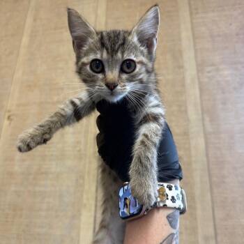 Chili -  Domestic Short Hair Cat for Adoption in New York, New York - Chili | PetCurious
